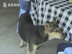 偷狗视频直播,网络暴力与道德沦丧的警示