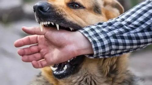 被狗咬了的视频,街头偶遇恶犬咬人，紧急时刻见证人性光辉