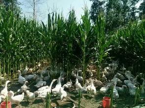 玉米地养鹅视频,绿色生态养殖新模式探索