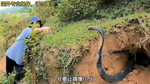 眼镜王蛇追人视频